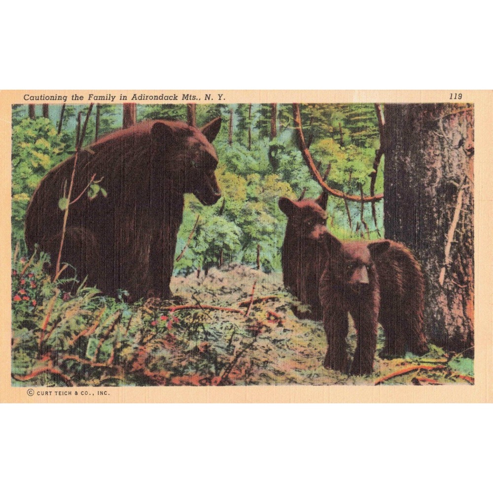 Vintage Adirondack Mountains NY Linen Postcard Black Bear Family Curt Teich 119 - Picture 1 of 2
